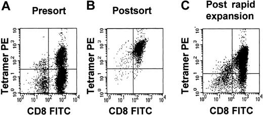 Fig. 5. Tetramer purity. / Tetramer purity of a pp65495-503-specific CTL line before sorting (A), immediately after sorting (B), and after rapid expansion (C).