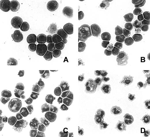 Fig. 1. Morphology of MPRO cells during differentiation. / MPRO cells were induced as described in “Materials and methods,” concentrated by cytospin, and Wright-Giemsa stained. (A) Uninduced MPRO cells. (B) MPRO cells induced with ATRA for 24 hours. (C) MPRO cells induced with ATRA for 48 hours. (D) MPRO cells induced with ATRA for 72 hours.