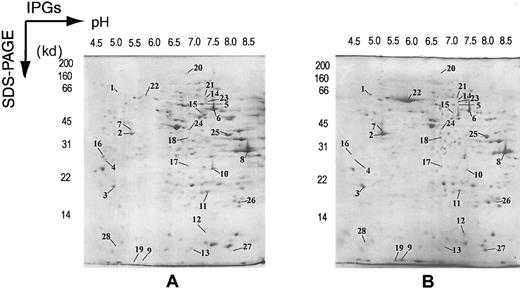 Fig. 5. 2DE electrophoretograms of MPRO cells. / MPRO cell lysate (2.5 × 106 cell/sample) was loaded for 2DE analysis. Gels were stained with brilliant blue G–colloidal dye. (A) 2DE map of uninduced MPRO cell (0 hour). (B) 2DE map of matured MPRO cells (72 hours). Protein spots marked in the maps were considered differentially expressed and were subjected to MS analysis. The resultant protein information is listed in Table 6.