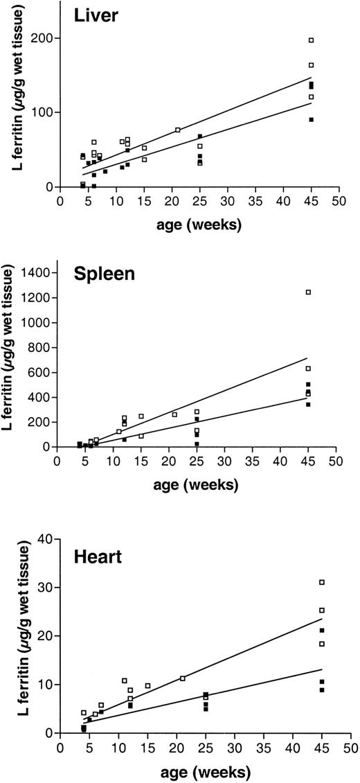 Fig. 3. Tissue L ferritin accumulation with age in. / Fth+/+ andFth+/− mice.Fth+/− mice (■) and their control littermates (▪) were killed at different times after birth and up to 45 weeks. Liver, spleen, and heart were excised, and L ferritin contents were measured by ELISA with the use of polyclonal subunit-specific anti–mouse ferritin antibodies. The results are expressed as micrograms of recombinant mouse L subunit per gram of wet tissue. The linear regression is shown for both genotypes.