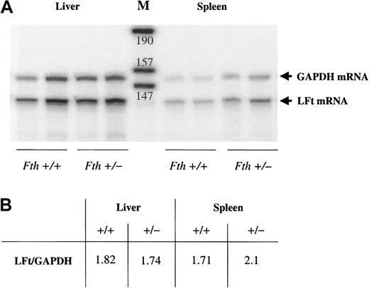 Fig. 5. Quantification of liver and spleen L ferritin mRNA by RNAse protection assay. / Five micrograms of total RNA extracted from mouse tissues was hybridized with 5 × 104 cpm of a GAPDH probe and 5 × 104 cpm of an L ferritin probe. (A) Autoradiogram of a typical experiment. The protected fragments for L ferritin mRNA (LFt) and for GAPDH are shown for the liver and spleen of 2Fth+/+ and 2 Fth+/−mice. (B) Intensities of the protected fragments were quantified by Instantimager. Results are the mean of 2 independent experiments performed on 6 mice of each genotype. They are expressed as the ratio of radioactivity associated with each protected fragment. M indicates DNA markers. Sizes are indicated in bases.