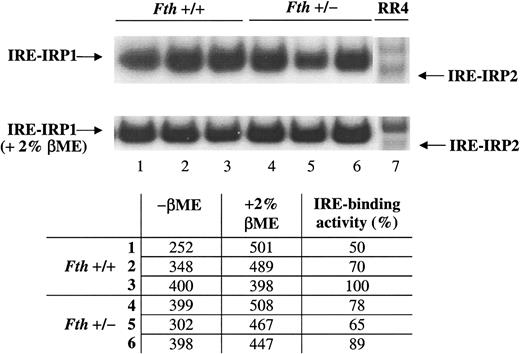 Fig. 6. Gel shift assay of IRE-IRP interactions in livers from. / Fth+/+ andFth+/− mice. ThreeFth+/+ (1-3) and 3Fth+/− (4-6) mice were killed and cytoplasmic extracts were prepared from their livers. Equal amounts of proteins were analyzed for IRE binding in the presence or absence of 2% βME, by means of a sense human H ferritin IRE probe. Extracts from RR4, a mouse microglial cell line, were used to control for the position of IRE-IRP1 and IRE-IRP2 complexes. Radioactivity associated with the IRE-IRP1 complex was quantified by means of an Instantimager. IRP1 activity was expressed as a percentage of the value obtained after 2% βME treatment of the cytoplasmic extracts, which allows one to estimate the total IRE bonding capacity of IRP1.