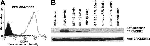 Fig. 1. Binding of gp120 JRFL to CCR5 does not involve activation of the ERK1/ERK2 MAPK pathway. / Cell surface expression of CCR5 on CD4− CEM cells was analyzed by flow cytometry (A), after staining of the cells with an isotype-matched control MAb (i) or the anti-CCR5 182 MAb (ii). CD4−/CCR5+ CEM cells were preincubated in medium alone or in the presence of gp120 JRFL (10 μg/mL), MIP-1β (100 nM), recombinant soluble CD4 (10 μg/mL), or PMA (1 μM) for 1 hour on ice. Stimulations were then performed at 37°C for the indicated time periods before lysis (B). ERK1/ERK2 activation was assessed by using a polyclonal anti–active MAPK antibody. The immunoblot was then stripped and reblotted with ERK1/ERK2 antibodies detecting total level of these kinases.