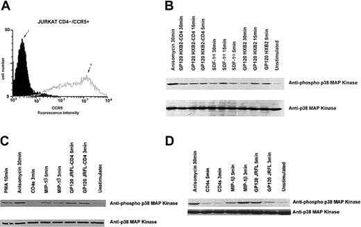 Fig. 2. R5- or X4-tropic HIV-1 gp120 promotes p38 kinase phosphorylation in a CD4-independent manner. / Cell surface expression of CCR5 of CD4− Jurkat cells was analyzed by flow cytometry (A), after staining of the cells with an isotype-matched control MAb (i) or the anti-CCR5 182 MAb (ii). CD4−/CXCR4+ Jurkat cells (B), CD4−/CCR5+ Jurkat cells (C), or CD4−/CCR5+ CEM cells (D) were incubated in medium alone or in the presence of gp120 JRFL (10 μg/mL), MIP-1β (100 nM), recombinant soluble CD4 (10 μg/mL), anisomycin (500 ng/mL), PMA (1 μM), gp120 HXB2 (10 μg/mL), SDF-1α (100 nM), gp120-CD4s complexes (molar ratio 1:20), or recombinant soluble CD4 (10 μg/mL) for the indicated time period at 37°C. Immediately after incubation, cells were lysed; proteins were separated by SDS-PAGE and analyzed by immunoblotting with anti-p38 kinase antiserum to verify equal loading and efficiency of protein transfer.
