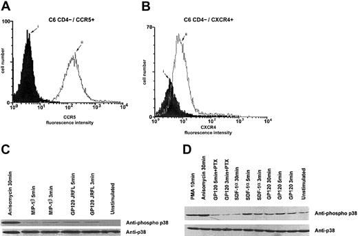 Fig. 3. P38 activation in C6 glioma cells by R5- or X4-tropic HIV-1 gp120. / Cell surface expression of CCR5 (A) and CXCR4 (B) on CD4−C6 glioma cells was analyzed by flow cytometry after staining of the cells with an isotype-matched control MAb (i) or the appropriate antichemokine receptor MAb (ii). CD4−/CCR5+/CXCR4+ C6 glioma cells were incubated in the presence of gp120 JRFL (10 μg/mL), MIP-1β (100 nM) (C), or gp120 HXB2 (10 μg/mL) and SDF-1α (100 nM) (D). Controls were done by using medium alone, anisomycin (500 ng/mL), or PMA (1 μM) for the indicated time period at 37°C. In some experiments, cells were pretreated for 16 hours at 37°C with pertussis toxin (100 ng/mL) before stimulation with gp120s. P38 kinase tyrosine phosphorylation was assessed as described in the legend to Figure 2.