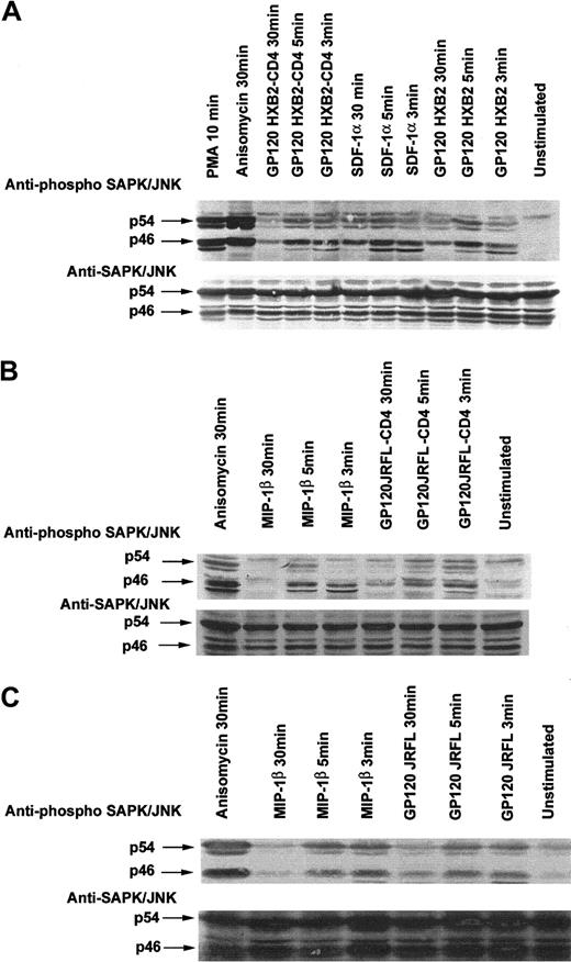 Fig. 4. Binding of R5- and X4-tropic HIV-1 gp120 to T-cell lines expressing the corresponding chemokine receptor stimulate phosphorylation of SAPK/JNK. / CD4−/CXCR4+ Jurkat cells (A), CD4−/CCR5+ Jurkat cells (B), or CD4−/CCR5+ CEM cells (C) were incubated with medium alone or in the presence of either 10 μg/mL gp120 (R5- or X4-tropic), MIP-1β (100 nM), SDF-1α (100 nM), anisomycin (500 ng/mL), gp120-CD4s complexes (molar ratio 1:20), or PMA (1 μM) for the indicated time period at 37°C. Cells were then lysed, proteins were separated by SDS-PAGE, and SAPK/JNK tyrosine phosphorylation was assessed. The immunoblot was stripped and reprobed with anti-JNK serum to verify equal loading and efficiency of protein transfer.