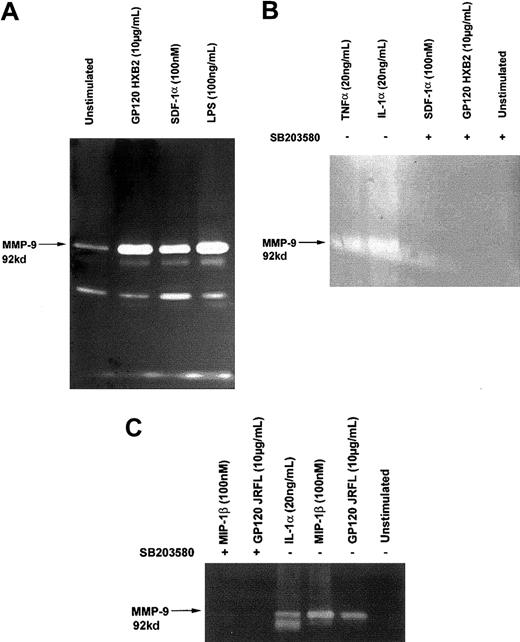 Fig. 5. Gp120-induced MMP-9 secretion in C6 glioma cells. / C6 glioma cells were treated for 18 hours with or without (unstimulated) the indicated concentration of gp120/HXB2, gp120/JRFL, SDF-1α, MIP-1 β, IL-1 α, TNF-α, or lipopolysaccharide. Supernatants were collected, lyophilized, and assayed for their gelatinase content by zymography (A,B,C). In experiments marked with the symbol +, cells were preincubated with 10 μM SB 203580, a specific inhibitor of p38 kinase, 45 minutes at 37°C before the contact with ligands (B,C).