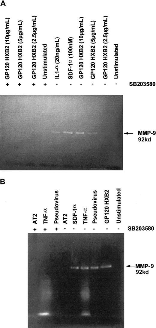 Fig. 6. T cells produce MMP-9 on stimulation with gp120 or pseudotyped virus in a CD4-independent manner. / Analysis of MMP-9 secretion by CD4−/CXCR4+Jurkat cells (A) and human TH1 clone CB.X.212 (B) in response to stimulation by different ligands, gp120 HXB2, SDF-1α, or IL1-α at the indicated concentration or gp120 HXB2 (10 μg/mL) inactivated AT2 pseudotyped virus containing a CD4-independent mutated envelope (20 ng p24), TNF-α (20 ng/mL), SDF-1α (100 nM), or AT2. In these experiments, cells were pretreated or not with 10 μM SB 203580 (marked with the symbol +) prior to exposure with the different ligands for 16 hours at 37°C. Supernatants were collected, lyophilized, and assayed for their gelatinase content by zymography.
