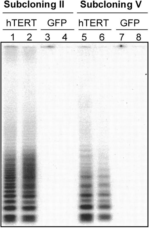 Fig. 1. Telomerase activity in CD8. / + T clones transduced with a GFP control vector or with an hTERT/GFP vector. The 104 transduced cells after cloning step II (lanes 1-4) and V (lanes 5-8) were analyzed for telomerase expression by the TRAP assay.23 The 4 subclones are depicted as follows: T11.9 = lanes 1 and 5, T11.14 = lanes 2 and 6, G11.8 = lanes 3 and 7, G11.1 = lanes 4 and 8. T11.9 and T11.14 are clones transduced with hTERT construct, whereas G11.8 and G11.1 are clones transduced with the GFP control vector. Positive control extracts obtained from HeLa cell line and negative controls using RNAse-treated extracts were used in each experiment (data not shown).