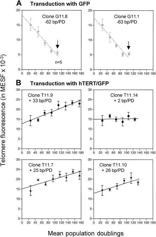Fig. 3. Transduction with GFP and hTERT/GFP. / (A) Progressive loss of telomere fluorescence in subclones transduced with GFP vector (G11.8 and G11.1). (B) Elongation or maintenance of telomere fluorescence in subclones transduced with hTERT/GFP vector (T11.9, T11.14, T11.7 and T11.10). Eight clones were analyzed by flow FISH after each cloning (mean ± SD) and a single clone with average telomere length was picked for subsequent recloning; bp indicates base pair; PD, population doublings; n = 5, telomere fluorescence analysis of only 5 clones. Arrows represent the replicative senescence stage observed after the fifth round of cloning in subclones G11.1 and G11.8.