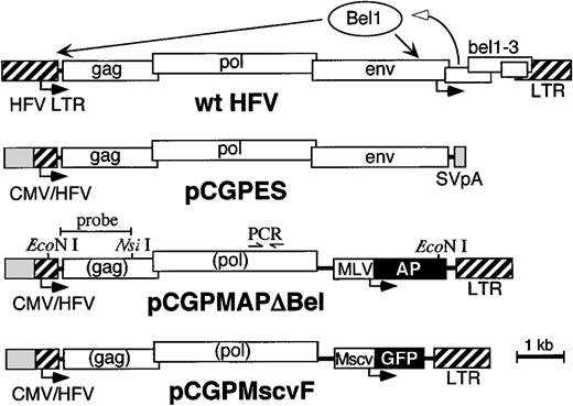 Fig. 1. Bel-independent HFV vector system. / The structure of the wild-type (wt) HFV genome and relevant portions of packaging plasmid pCGPES and vector plasmids pCGPMAPΔBel and pCGPMscvF are shown. Arrows below each map represent transcription start sites. The bel1 gene in wt HFV is transcribed initially from the internal promoter, after which the Bel1 protein transactivates both the wt HFV LTR and internal promoters.18-20 In the Bel-independent plasmid constructs, cytomegalovirus (CMV) promoter sequences replace the 5′ HFV LTR U3 region, to generate a constitutive CMV/HFV fusion promoter.25 The packaging plasmid pCPGES expressesgag, pol, and env followed by an SV40 polyadenylation site (SV pA). The vector plasmids express AP or GFP reporter genes from internal MLV LTR or murine stem cell virus (MSCV) promoters, respectively. After reverse transcription, both LTRs in the vector provirus are derived from Bel-1–dependent HFV sequences so thegag and pol genes contained in vector genomes are not expressed in transduced cells. Recent studies show that only the most 5′ portion of gag and 3′ portion of pol are required in cis for vector production4243 (our unpublished results, July 1998), so future vectors may contain significantly fewer viral sequences. The locations of relevant restriction sites, PCR primers, and the probe fragment used for Southern blot analysis are shown above the pCGPMAPΔBel map.