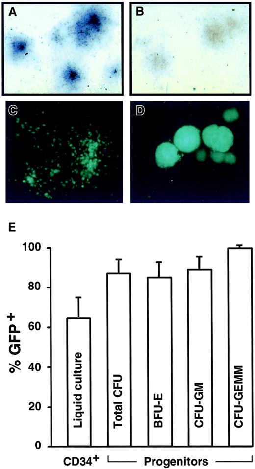 Fig. 2. Transduction of human CD34+ cells. / Examples of hematopoietic colonies derived from CD34+progenitors transduced by CGPMAPΔBel and stained with X-Phos to produce dark-colored AP+ cells (A) as compared to untransduced controls (B), or transduced by CGPMscvF and examined by fluorescence microscopy for GFP expression (C-D). Original magnification 25 × in panels A-D. (E) Transduction rates of CD34+ cells by GFP vector CGPMscvF as measured by flow cytometry of liquid cultures 5 days after infection, or by progenitor colony assays. The average results of 4 experiments at MOIs ranging from 5 to 23 are shown (with SDs). Total as well as burst-forming units-erythrocytes (BFU-E), colony-forming units-granulocyte/macrophage (CFU-GM), and colony-forming units-granulocyte, erythrocyte, macrophage, megakaryocyte (CFU-GEMM) colonies were enumerated.