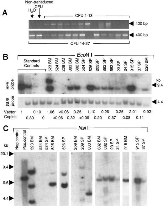 Fig. 4. DNA analysis of vector proviruses. / (A) BM colonies grown in soft agar were individually picked and subjected to PCR with primers that amplify a 403-bp fragment of foamy virus vector DNA. Representative results from 27 colonies obtained at 6 months after transplantation are shown, 22 of which contained the vector genome. Negative controls included water and DNA from an untransduced BM colony. (B) Genomic DNA samples from BM and spleen (SP) of long-term and secondary transplant recipients (indicated by number) were digested with EcoN I and probed for vector sequences (Figure 1 has locations). Standards were untransduced mouse spleen DNA mixed with DNA from diploid fibroblasts containing a single integrated HFV vector provirus (9.8-kb EcoN I fragment) to generate the indicated copy numbers. The upper blot was probed with HFV sequences. To correct for sample loading, the same blot was reprobed with mouse genomic β-glucuronidase sequences to detect a 3.8-kb fragment (GUS probe). The calculated copy numbers based on this PhosphorImager analysis are shown below each lane (provirus copies per diploid genome). (C) Integration site analysis using Nsi I to assay for unique-sized junction fragments. Positive and negative control samples were 100% and 0% standards of panel B, respectively. The positions of size standards are indicated in each panel.