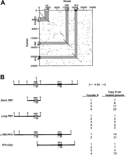 Fig. 1. Characterization of the human and mouse. / PBP/PF4 gene locus and transgenic constructs. (A) A dot-matrix comparison of the 2 gene loci calculated at 20 bp with 14-bp match. The exons/introns are shown in gray and the arrows indicating the 5′→3′ transcription orientation. (B) A stick figure of the human PBP/PF4 gene locus in humans is shown at the top with a partial restriction map. The constructs used in these studies including the nomenclature are shown. Their copy number per haploid genome is also indicated. H indicatesHindIII; S, SalI; E, EcoRI. The arrow indicates the direction of transcription.