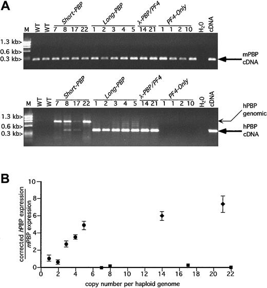Fig. 2. RT-PCR analysis of hPBP versus mPBP. / (A) Ethidium bromide analysis of platelet RT-PCR products for mPBP (top) and for hPBP (bottom) for all of the founder lines studied plus wild-type (WT) mouse platelets and the appropriate cDNA control are included. The founder lines are numbered by transgenic copy. The PCR amplification was carried out for 30 cycles. The anticipated cDNA band is indicated by a large arrow. The genomic DNA band is indicated by a smaller arrow and is only occasionally prominent when there is no or little RNA message. No cDNA bands were seen when the RT step was skipped or when RNase A was included in the RT step (data not shown). WT indicates wild-type litter mates; M, φX HaeIII marker. (B) Relationship between the copy number for the PBP-expression transgenic lines Short-PBP, Long-PBP, andλ-PBP/PF4 and the level of hPBP versus mPBP message are shown. The relative quantity of hPBP to mPBP message was determined using Cy5-labeled primers in the amplification step and measuring final product quantitatively with a Storm imager. Analysis was done of the PCR products within the logarithmically amplifying range of cycles (usually 14-20 cycles) corrected for the relative efficiency of the 2 sets of primer pairs; ▪, Short-PBP; ●,Long-PBP; ♦, λ-PBP/PF4. Data are shown for average ± 1 SD. Experiments were repeated 3 separate times.