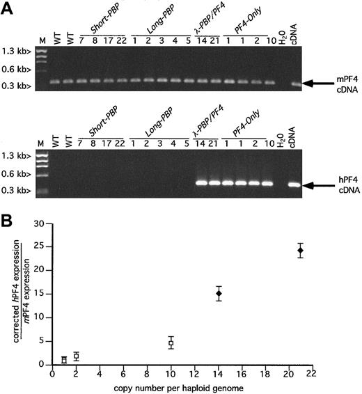 Fig. 3. RT-PCR analysis of hPF4 versus mPF4. / (A) Ethidium bromide analysis as in Figure 2A, but for PF4. (B) Relationship between the copy number of the transgene and the platelet level of message of human versus mouse PF4 was determined for the PF4-expression lines λ-PBP/PF4 and PF4-Only. The determination of the relative quantity of hPF4 to mPF4 message was as described in Figure 2B. ■, PF4-Only; ♦,λ-PBP/PF4. Data are shown for average ± 1 SD. Experiments were repeated 3 separate times.