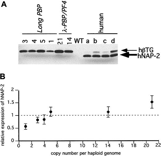 Fig. 4. Immunodetection of hPBP in the transgenic mice platelets. / (A) SDS-PAGE gels of equal quantities of platelet protein were immunoblotted with an anti–NAP-2 polyclonal antibody that does not recognize mPBP proteins. Platelet proteins from the transgenic linesLong-PBP and λ-PBP/PF4 were studied. Control lanes include wild-type mice and 4 different normal human volunteers (a through d). (B) The relative expression of hPBP in the transgenic mice to the average value in the 4 human samples per milligram total platelet protein was determined and compared to its copy number. The dotted line is the average human platelet hPBP value. ●,Long-PBP; ♦, λ-PBP/PF4. Data are shown for average ± 1 SD. Experiments were repeated 3 separate times.