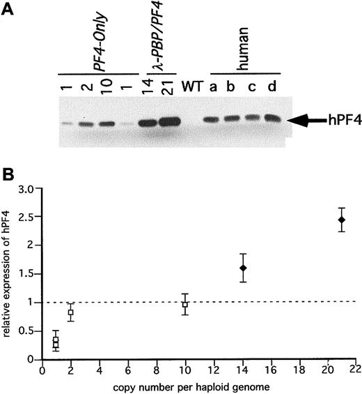 Fig. 5. Immunodetection of hPF4 in the transgenic mice platelets. / (A) SDS-PAGE gels of equal quantities of platelet protein were immunoblotted with an anti-hPF4 monoclonal antibody RTO that does not recognize mPF4 proteins. Platelet proteins from the transgenic linesPF4-Only and λ-PBP/PF4 were studied. Control lanes include wild-type mice and 4 different normal human volunteers (a through d). (B) The relative expression of hPF4 in the transgenic mice to the average value in the 4 human samples per milligram total platelet protein was determined and compared to its copy number. The dotted line is that average human platelet hPF4 value. ■PF4-Only; ♦, λ-PBP/PF4. Data are shown for average ± 1 SD.
