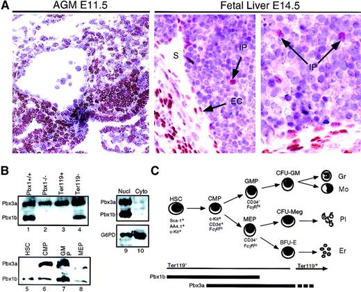 Fig. 1. Pbx expression in embryonic hematopoietic tissues. / (A) Immunoperoxidase staining of AGM (left panel) and FL (2 right panels) with a Pbx1b-specific mAb. Nuclear staining includes mesonephric mesenchyme and some cells lining the dorsal aorta in the AGM, as well as endothelial cells (ECs) lining hepatic sinusoids (S) and rare intraparenchymal (IP) cells in the fetal liver. (B) Western blotting with Pbx1b and Pbx long-form–specific mAbs. Lanes 1 and 2, whole cell extract from wild-type (wt) andPbx1−/− E14 FL, respectively; lanes 3 through 8, whole cell extracts from populations of cells enriched for the indicated progenitors by immunomagnetic beads or flow cytometry; lanes 9 and 10, nuclear and cytoplasmic extracts from wt FL at E14, respectively. (C) Schematic depiction of myeloid differentiation from HSCs to CMPs to granulocyte/monocyte progenitors (GMPs) and megakaryocyte/erythrocyte progenitors (MEPs) as described by Akashi et al.24