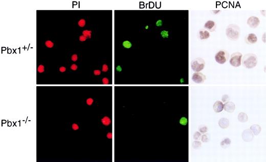 Fig. 7. Proliferative indices of common myeloid progenitors. / CMPs were purified by flow cytometry, and proliferation was measured by BrdU incorporation and PCNA staining of cytospin preparations. ForPbx1+/− CMPs, 40% of cells that stained with propidium iodide showed incorporation of BrdU into their DNA during the 90-minute labeling period, and 80% showed nuclear punctate PCNA staining. Equivalent staining of Pbx1−/− CMPs was 20% for BrdU and 25% for PCNA.