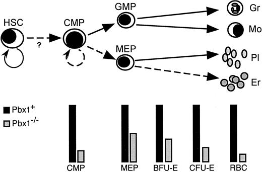 Fig. 8. Schematic model of myeloid differentiation showing alterations induced by lack of Pbx1. / Semicircular arrows represent self-renewal divisions. Solid lines represent developmental pathways spared by absence of Pbx1 while dashed lines denote affected pathways. Bars beneath the schematic indicate relative levels of various progenitor populations. The lineal relationships of BFU-E and CFU-E with FL MEP have not been experimentally determined and may not be linear as shown.39 Gr indicates granulocyte; Mo, monocyte; Pl, platelet; Er, erythrocyte; RBC, red blood cell; ?, uncertain effect on transition of HSCs to CMPs.