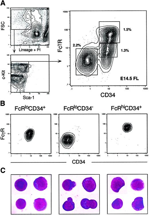 Fig. 1. Identification of myeloid progenitors in murine fetal liver. / (A) Live, Lin−IL-7R−AA4.1− cells were gated and analyzed for expression of the c-Kit and Sca-1 surface markers. The Lin−IL-7R−AA4.1−Sca-1−c-Kit+fraction was subdivided into FcγRloCD34+, FcγRloCD34−, and FcγRhiCD34+ populations. Percentages of each population relative to whole FL are shown next to each sort gate. (B) Reanalysis of sorted populations. Each was isolatable to purity after 2 consecutive sorts. (C) Cellular morphology of sorted populations (60 × magnification, Giemsa/May-Grünwald staining). Note the unusual cytoplasmic protrusions of FcγRloCD34− cells and the presence of myelomonocytic characteristics in FcγRhiCD34+cells.