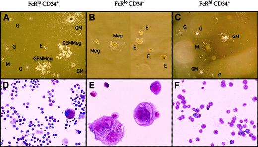 Fig. 2. Morphology of day 7 colonies derived from sorted FL myeloid progenitors. / Two hundred cells from each population were cultured in methylcellulose containing SLF, Flt-3 L, IL-3, IL-6, IL-11, EPO, TPO, and FL-conditioned media in 35-mm dishes. Upper panels (A-C) show the appearance of colonies in methylcellulose, and lower panels (D-F) show the cellular morphologies of colonies pooled from each progenitor subset (Giemsa/May-Grünwald staining). All types of myeloerythroid colonies were generated from FcγRloCD34+ cells (A, D). CFU-MegE colonies were generated from FcγRloCD34− cells (B, E), and CFU-GM, CFU-M, and CFU-G colonies were generated from FcγRhiCD34+ cells (C, F). Relative magnifications for each panel were (A) 8×, (B) 40×, (C) 8×, (D) 20×, (E) 60×, and (F) 40×.