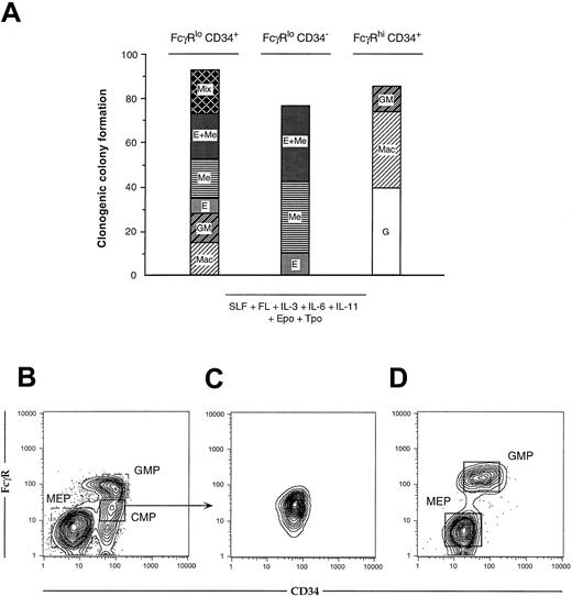 Fig. 3. Clonogenic colony formation and precursor-progeny relationships of myeloerythroid progenitor subsets. / (A) At least 100 wells receiving a single cell from each sorted progenitor population were scored. FcγRloCD34+ cells produced all myeloid colony types, including CFU-GEMMeg, whereas FcγRloCD34− and FcγRhiCD34+ populations gave rise only to MegE and GM colonies, respectively. (B) One thousand cells from each Lin−IL-7Rα−c-Kit+Sca-1−progenitor subset were sorted onto irradiated OP9 stromal layers supplemented with SLF, IL-11, and TPO. (C) Reanalysis of sorted FcγRloCD34+ cells. (D) Culture supernatants were harvested after 48 hours on OP9 and analyzed for myeloid progenitor markers. Lin−IL-7Rα−c-Kit+Sca-1− cells were recovered from cultured FcγRloCD34+ cells, but not from the other 2 progenitor subsets (not shown). FcγRloCD34+ cells generated both FcγRhiCD34+ and FcγRloCD34− subsets. Recovered FcγRhiCD34+ and FcγRloCD34− cells were sorted into methylcellulose cultures and differentiated exclusively to either GM or EMeg cell types (not shown). We therefore term FcγRloCD34+ cells FL common myeloid progenitors (CMPs), FcγRhiCD34+ cells FL granulocyte–monocyte-restricted progenitors (GMPs), and FcγRloCD34− cells FL megakaryocyte–erythrocyte-restricted progenitors (MEPs).