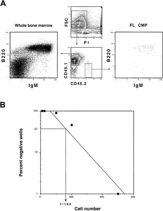 Fig. 4. FL CMPs have limited B-lymphoid differentiation potential. / (A) CD45.2+ FL CMPs (1 × 104) were competitively transplanted with 5 × 105CD45.1+ WBM cells into lethally irradiated CD45.1+ hosts. Splenocytes were harvested at 3 weeks after transplantation and were analyzed for donor-derived B and T cells. FL CMPs gave rise to no T-cell progeny (not shown) but showed minor production of B cells. Myeloid progeny derived from FL CMPs were largely absent from the spleen by this time. (B) Limiting-dilution analysis of B-lymphoid differentiation potential from FL CMPs. Graded numbers of FL CMPs were deposited into irradiated OP9 stromal cultures that were supplemented with IL-7 and SLF. One in 160 FL CMPs generated B-cell progeny in this assay.