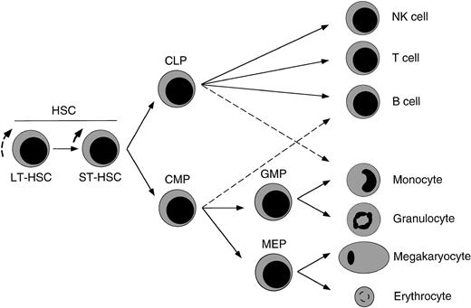 Fig. 6. Proposed model of major hematolymphoid maturation pathways from HSCs in the fetal liver. / We propose that FL HSCs give rise to at least FL CLPs, which can form all cells of the lymphoid lineages,17 and FL CMPs, which can differentiate into either FL GMPs or FL MEPs that then form the cells of the granulocyte–monocyte or megakaryocyte–erythrocyte lineages, respectively. FL counterparts of adult CMPs and CLPs show incomplete lineage restriction to each respective pathway, with FL CLPs showing minor macrophage differentiation capacity and FL CMPs showing minor B-cell potential (dashed lines). Although denoted here, ST HSCs have not been formally identified in murine FL.