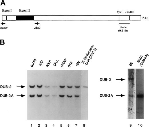 Fig. 1. Identification of the murine. / DUB-2 and DUB-2A genes by Southern blot analysis. (A) Schematic representation of theDUB-2 gene. The indicated primers were used to amplify theDUB-2 and DUB-2A genes from murine BAC clones by PCR. The indicated 800-bp probe was used for Southern blot analysis in panel B. (B) Genomic DNA from the indicated murine cell lines or BAC clones was restriction-digested with EcoRV, electrophoresed, blotted to nitrocellulose, and probed with the 32P-labeled probe. Lanes 1 to 7 contain EcoRV-digested genomic DNA from the indicated murine cell lines. Ba/F3 and 32D cells were derived from Balb/c mice. Cytotoxic T-lymphocyte line (CTLL) cells were derived from C57BL mice. HCD57 cells were derived from National Institutes of Health (NIH) Swiss mice. B16 cells were derived from B16 mice. FVB cells were derived from FVB mice. ES cells were derived from 129SV mice. Lanes 8 and 10 contain digested DNA from either a DUB-2 genomic clone or a DUB-2A (BAC1) genomic clone, respectively. The band corresponding to the DUB-2 and DUB-2A genes is indicated.