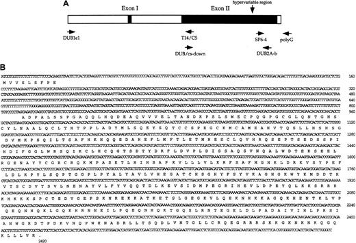 Fig. 2. Characterization of the. / DUB-2A gene. (A) Schematic representation of theDUB-2A gene. Primer pairs used for genomic PCR of the 5′ region, open reading frame (ORF) region, and 3′ region are indicated. (B) Nucleotide and predicted amino acid sequence for theDUB-2A gene. The gene contains 2 exons, similar to the genomic structure of DUB-1 andDUB-2.2526 The sequences of theDUB-2A gene and cDNA have been submitted to GenBank (accession number 407172).