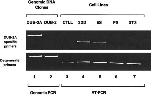 Fig. 4. Expression pattern of the. / DUB-2A mRNA. Genomic PCR products and RT-PCR products were generated from the indicated cell lines, by means of degenerate primers and DUB-2A-specific primers. The PCR products were electrophoresed on a 1% agarose gel, which was stained with ethidium bromide. The DUB-2A mRNA was detected by RT-PCR in several murine cell lines. including CTLL (T cells), 32D (myeloid cells), and ES cells, but not in murine F9 carcinoma cell lines or NIH3T3 fibroblasts. A DUB mRNA was detected by RT-PCR from all cell lines when degenerate DUB primers were used (lanes 3 though 7).