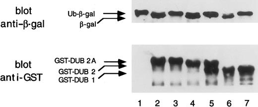 Fig. 5. DUB-2A is a functional deubiquitinating enzyme. / The upper panel shows the deubiquitination of the ubiquitin-β-galactosidase (Ub-Met-β-gal) fusion protein by various GST-DUB proteins coexpressed in bacteria. A Western blot using anti–β-gal antiserum is shown. Coexpressed plasmids were pBlueScript–DUB-2A(DUB-2A is not expressed) (lane 1); pGEX–DUB-2A(lane 2); pGEX–DUB-2A (C60S) (lane 3); pGEX–DUB-2 (lane 4); pGEX–DUB-2 (C60S) (lane 5); pGEX–DUB-1 (lane 6); and pGEX–DUB-1 (C60S) (lane 7). In the lower panel, GST-DUB fusion proteins were analyzed by an immunoblot with an anti-GST monoclonal antibody (Santa Cruz Biotechnology). E coli extracts were prepared from bacteria transformed with cDNAs encoding no GST fusion protein (empty vector) (lane 1); GST–DUB-2A (lane 2); GST–DUB-2A (C60S) (lane 3); GST–DUB-2 (lane 4); GST–DUB-2 (C60S) (lane 5); GST–DUB-1 (lane 6); and GST–DUB-1 (C60S) (lane 7). The lower band of the doublet in lane 5 is a degradation product of GST–DUB-2(C60S).