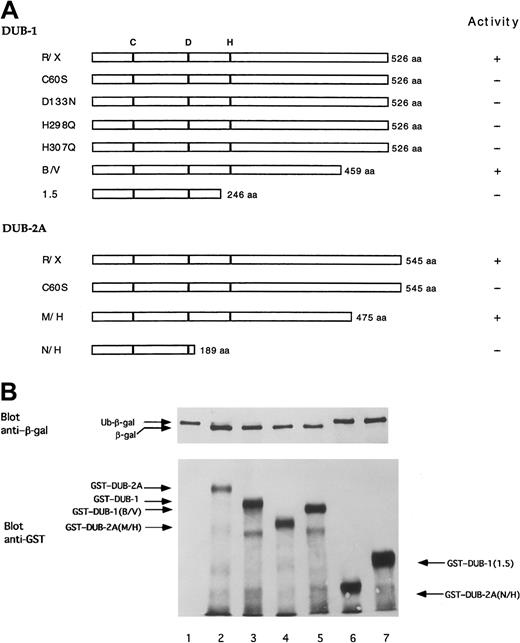 Fig. 6. The carboxy-terminus of DUB enzymes is not required for enzymatic activity. / (A) Schematic representation of DUB-1 and DUB-2A,and mutant forms. aa indicates amino acids. (B) Deubiquitination of ubiquitin-β-galactosidase (Ub-Met-β-gal) fusion protein expressed in bacteria. The upper panel is an immuoblot using anti–β-gal antiserum. Coexpressed plasmids were pBlueScript empty vector (lane 1); pBlueScript–DUB-2A (lane 2); pGEX–DUB-1 (lane 3); pGEX–DUB-2A (M/H) (lane 4); pGEX–DUB-1 (B/V) (lane 5); pGEX–DUB-2A(N/H) (lane 6); and pGEX–DUB-1 (1.5) (lane 7). The Ub-Met-β-gal fusion protein substrate was not cleaved in lanes 1, 6, and 7. The lower panel is an immunoblot using an anti-GST monoclonal antibody. In addtion to the full-length GST-fusion proteins, partial degradation products are also observed in lanes 2 through 7.