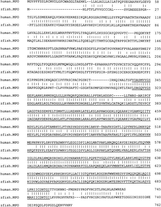 Fig. 1. Alignment of the proteins encoded by the zebrafish and human MPO genes. / Sequence comparison was performed using the FASTA program in the Genetics Computer Group (GCG) software. Identical amino acids are denoted by bars and similar amino acids by double dots. The human and zebrafish proteins share 76.5% similarity and 49.6% identity at the amino acid level. In the MPO catalytic domain (underlined), the 2 sequences share 82.8% similarity and 56.8% identity.