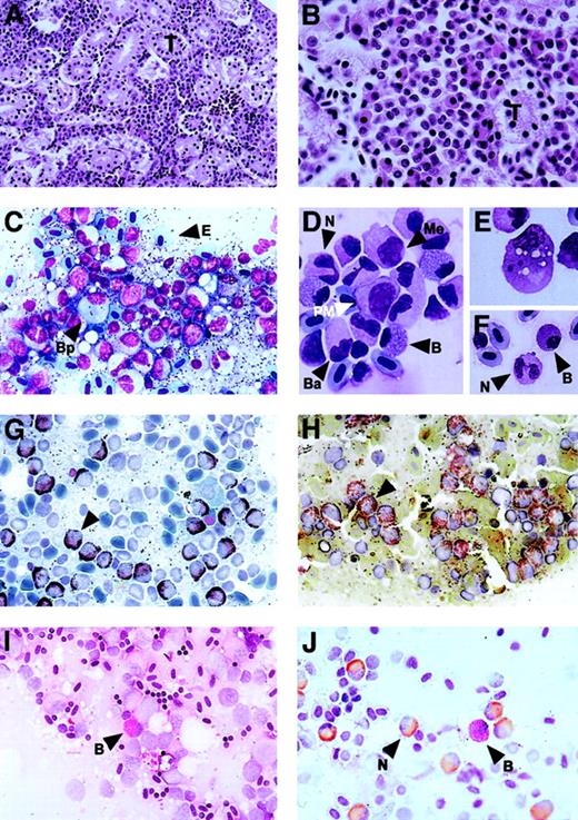 Fig. 2. Zebrafish myelopoietic cytomorphology. / Myelopoietic cells detected by various histological and cytochemical methods. Low (A) and high (B) magnification micrographs of adult zebrafish kidney tissue sections stained with hematoxylin and eosin. Micrographs of adult zebrafish kidney smears (C,G-J) and cytospins (D-F), stained with Wright-Giemsa stain (C-F), MPO (G), demonstrating the neutrophil cytoplasm (brown precipitate, black arrowhead), and acid phosphatase showing reactivity with neutrophils (H; red stain, black arrowhead). PAS specifically stained basophils/eosinophils (I; bright pink stain, black arrowhead), and double staining with MPO and PAS (J) showed distinct neutrophils and basophils/eosinophils, respectively. T = renal tubule; Bp = basophil/eosinophil promyelocyte; E = erythrocyte; N = neutrophil; pm = promyelocyte; B = basophil/eosinophil; Me = metamyelocyte; Ba = band. (A) 50 ×; (B) 150 ×; (C,G-J) 250 ×; (D-F) 300 ×.