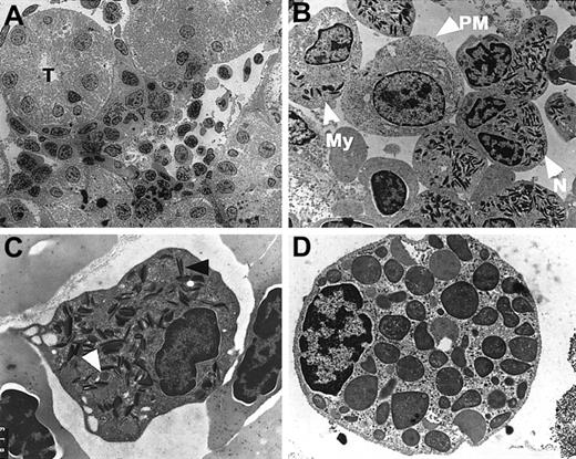 Fig. 3. Ultrastructure of zebrafish hematopoietic tissue. / (A-D) Electron micrographs of myeloid cells in the zebrafish kidney at low (A) and high (B-D) magnifications. (C) Zebrafish neutrophil with round cytoplasmic granules (white arrowhead) and elongated granules with paracrystalline inclusions (black arrowhead). (D) Mature zebrafish basophil/eosinophil. T = renal tubule; PM = promyelocyte; My = myelocyte; N = neutrophil. (A) 1400 ×; (B) 7500 ×; (C) 15 750 ×; (D) 23 500 ×.