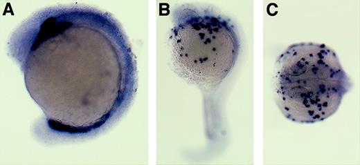 Fig. 4. Zebrafish pu.1expression. / In situ hybridization using a digoxigenin-labeled RNA probe against zebrafish pu.1 at 16 hpf (A) and 22 hpf (B,C). Lateral views, dorsal upward, anterior to the left (A-B). Dorsal view, anterior to the left (C).