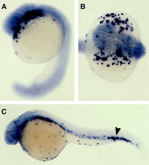 Fig. 5. ZebrafishL-plastin expression. / In situ hybridization using a digoxigenin-labeled RNA probe to detect zebrafish L-plastin at 18 hpf (A,B) and 28 hpf (C). (C) Black arrowhead indicates L-plastin expression in the posterior tail region. Lateral views, dorsal upward, anterior to the left (A,C). Dorsal view, anterior to the left (B).