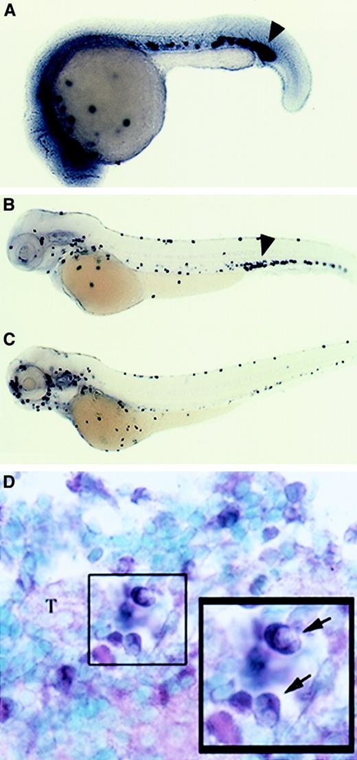 Fig. 6. Zebrafish mpoexpression. / In situ hybridization using a digoxigenin-labeled RNA probe to detect zebrafish mpo in embryos at 22 hpf (A) and at 3 to 4 dpf (B-C) and in a paraffin-embedded adult kidney section (D). Sections counterstained with methyl green (Vector, Burlingame, CA). Black arrowheads indicate mpo expression in the posterior ICM (A-B). Black arrows indicate mpo expression in neutrophils, note the bi-lobed nuclei of positive cells. Lateral views, dorsal upward, anterior to the left (A-C); 150 × (D).