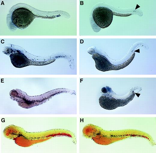 Fig. 7. Zebrafish mpo expression incloche and retsina mutant embryos. / In situ hybridization using a digoxigenin-labeled RNA probe against zebrafish mpo (purple) and αE1 (red). Expression of mpo in wild-type (A,C,E) and clochemutant embryos (B,D,F). Cloche mutants (bloodless) at 1 dpf (B), 2 dpf (D), and 4 dpf (F) lack mpo staining except for rare cells in the posterior blood island (B,D,F; black arrowhead). Wild-type siblings at 1 dpf (A), 2 dpf (C), and 4 dpf (E); note purple-stained cells expressing mpo. Expression ofαE1 and mpo in wild-type (G) andretsina mutant (H) embryos at 4 dpf. Retsinamutant at 4 dpf (H) with normal mpo expression (purple-stained cells) but low expression of αE1(red-stained cells) relative to a wild-type sibling (G). Lateral views, dorsal upward and anterior to the left.