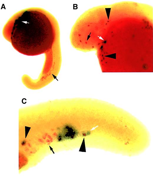 Fig. 8. Zebrafish mpoand pu.1 expression. / Double in situ hybridization using RNA probes against mpo(red) and pu.1 (purple) at 22 hpf (A) and 24 hpf (B-C). Higher magnification images of the anterior head region (B) and the posterior tail region (C). mpo Expression alone (black arrow) and pu.1 expression alone (white arrow) in A and B. Coexpression of mpo and pu.1 is indicated by black arrowheads (B-C). Lateral views, dorsal upward, anterior to the left.