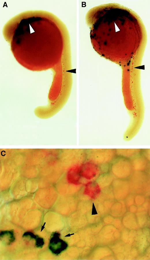 Fig. 9. Zebrafish mpoand L-plastin expression. / Double in situ hybridization using mpo (red) andl-plastin (purple) at 22 hpf (A) and 24 hpf (B-C). Higher magnification images of the anterior head region (C), demonstrating coexpression of mpo and L-plastin in the same cells (black arrows). Black arrowheads indicate mpoexpression alone. White arrowheads indicate L-plastinexpression alone. Lateral views with dorsal upward and anterior to the left (A-B). Magnification in panel C is 50 ×.