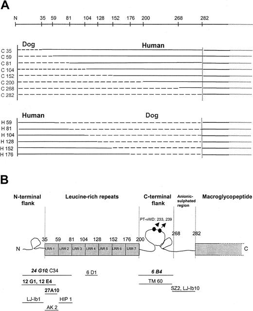 Fig. 3. Epitope mapping using canine-human chimeras. / (A) Schematic overview of the different canine-human chimeras used for epitope mapping. (B) Scheme of the N-terminal region of GPIbα and localization of the epitopes of several anti-GPIb mAbs. Monoclonal antibodies given are those screened in this article (bold, group 1 mAbs; italic, group 2 mAbs) and those described by Shen et al15 (regular, not bold). Point mutations resulting in PT-vWD gain-of-function mutations (233, 239) are also indicated.