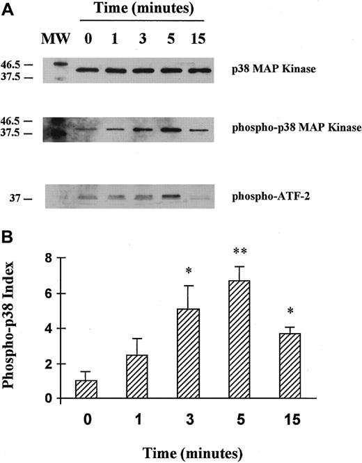 Fig. 1. Activation of p38 MAPK in HUVECs stimulated by thrombin: a time course. / (A) HUVECs were unstimulated or stimulated with 8 U/mL thrombin for 1, 3, 5, or 15 minutes. HUVEC cell lysates were separated by SDS-PAGE and then transferred onto nitrocellulose membranes. Native and phosphorylated p38 MAPKs were analyzed using specific anti-p38 (lane 1) and antiphosphorylated (phospho-) p38 antibodies (lane 2). After p38 MAPK immunoprecipitation from thrombin-activated HUVEC cell lysates, the kinase activity was tested in an in vitro assay using ATF-2 as a substrate and antiphosphorylated ATF-2 fusion protein antibodies (lane 3). (B) Schematic representation of thrombin-induced p38 phosphorylation kinetics (fold activation relative to unstimulated cells is indicated, *P < .05, **P < .01, n = 3). The phospho-p38 index was calculated for each condition as follows: phospho-p38 concentration/native p38 concentration, each concentration being determined by comparing each band density using a gel analyzer.