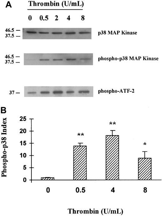 Fig. 2. Activation of p38 MAPK in HUVECs stimulated with thrombin: a dose response. / (A) HUVECs were stimulated with various concentrations (0.5, 2, 4, 8 U/mL) of thrombin for 5 minutes, and then using specific antibody, native p38 (lane 1) or phosphorylated p38 MAPKs (lane 2) were detected in HUVEC cell lysates, and phosphorylation of ATF-2 was tested in vitro (lane 3). (B) Schematic representation of the thrombin dose response on p38 phosphorylation (fold activation relative to unstimulated cells is indicated, **P < .01, *P < .05, n = 3). The phospho-p38 index was calculated for each condition as follows: phospho-p38 concentration/native p38 concentration, each concentration being determined by comparing each band density using a gel analyzer.