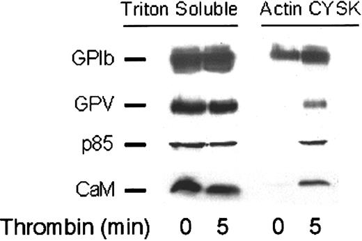 Fig. 1. Translocation of platelet proteins to the activated cytoskeleton. / Platelets that were untreated or stimulated with α-thrombin (1 U/mL, final concentration) for 5 minutes at room temperature were lysed, and cytosolic and actin cytoskeletal (CYSK) fractions were isolated and immunoblotted with antibodies to p85, calmodulin, GPIbα, or GPV. Blots were visualized by means of a peroxidase-coupled second antibody and the ECL reagent. Results are typical of 3 separate experiments.