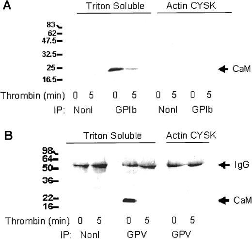 Fig. 2. Coassociation of calmodulin and GPIb-IX-V in platelets. / Triton X-100 soluble and actin cytoskeletal (CYSK) fractions isolated from platelets either unstimulated or stimulated with thrombin for 5 minutes were immunoprecipitated (IP) by means of GPIb antibodies (A) or GPV antibodies (B) compared with nonimmune sera (NonI), and immunoblotted by means of antibodies to calmodulin. Blots were visualized by means of a peroxidase-coupled second antibody and the ECL reagent. Results are typical of 3 separate experiments.