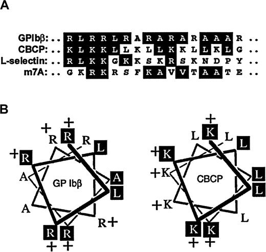 Fig. 4. Sequences within GPIbβ compared with other calmodulin-recognition sequences. / (A) Sequence alignment of a cytoplasmic sequence of GPIbβ, R149–L167,17 with calmodulin-binding sequences in a model calmodulin-binding control peptide CBCP,2326L-selectin,27 and m7A.28 Identical amino acids or conserved substitutions are boxed. (B) Helical wheel representation of the GPIbβ sequence (R149–L167) compared with the amphipathic α-helical peptide CBCP.